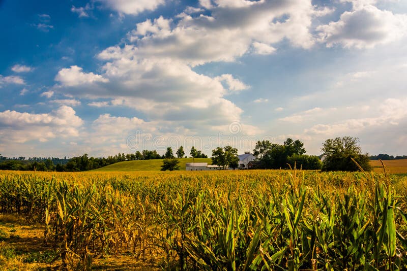 Corn Field and Barn on a Farm, in Rural York County, Pennsylvania