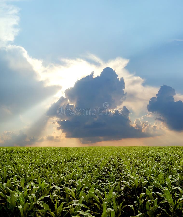 Corn field during stormy day