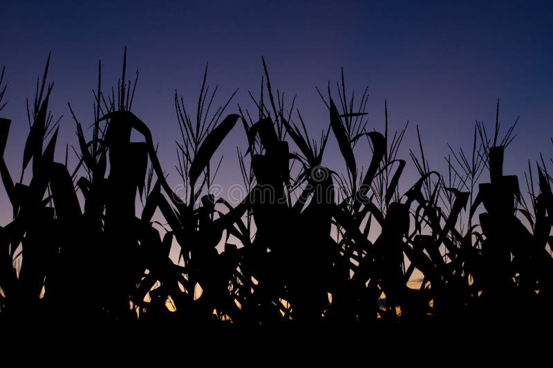 Corn field at sunset