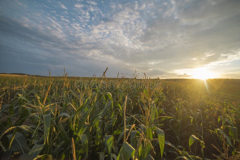 Corn Field at Sunset in Late Summer Stock Photo Image of plant, corn 195339996