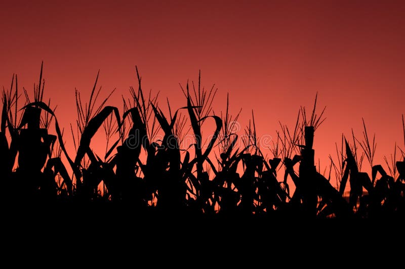 Corn field at sunset - red sky