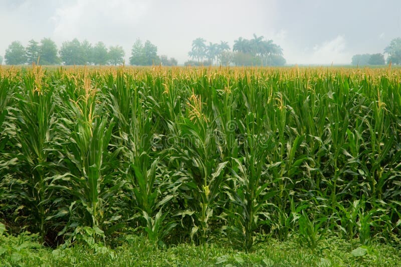 Corn field with tassels stock image. Image of farming 2536403