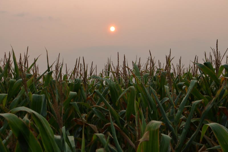 Corn Field and Thick Forest Fire Smoke royalty free stock images Corn Field and Thick Forest Fire Smoke royalty free stock images
