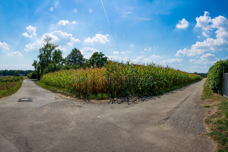 Corn Field Two Paths Diverging Asphalt Route Decision