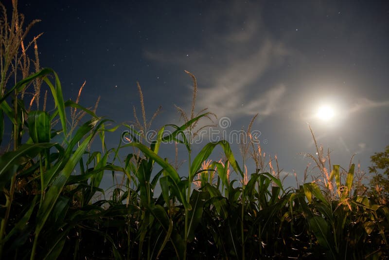 Corn field under the moonlight