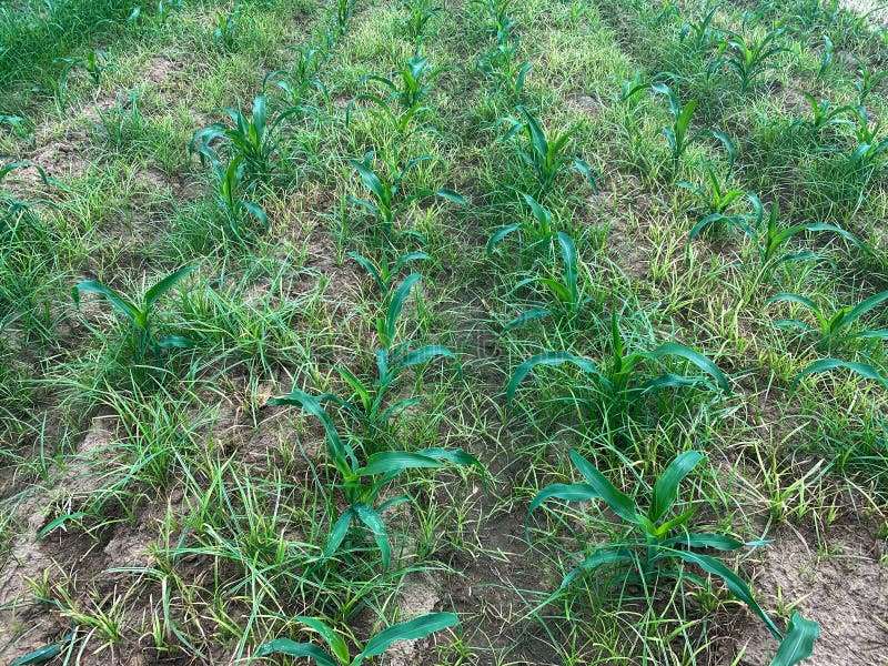 The Corn Field with Weed after Spray Herbicide Stock Photo Image of
