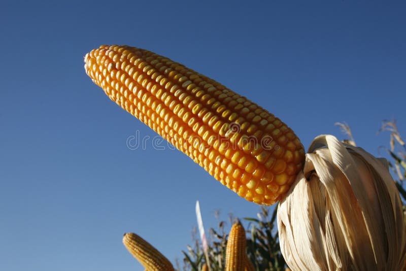 Corn fields