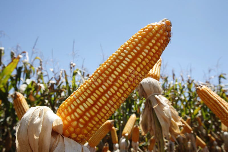 Corn fields