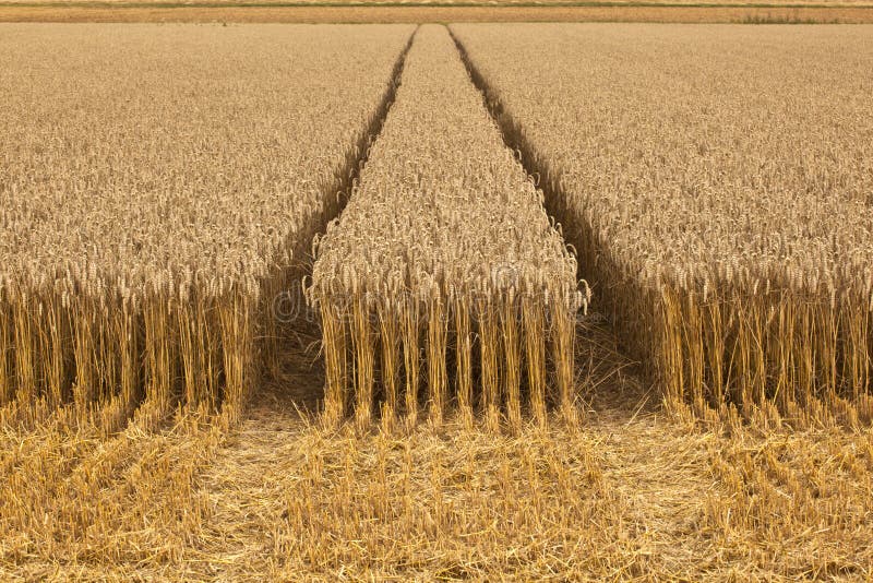 Corn fields with corn ready for harvest