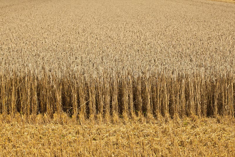 Corn fields with corn ready for harvest
