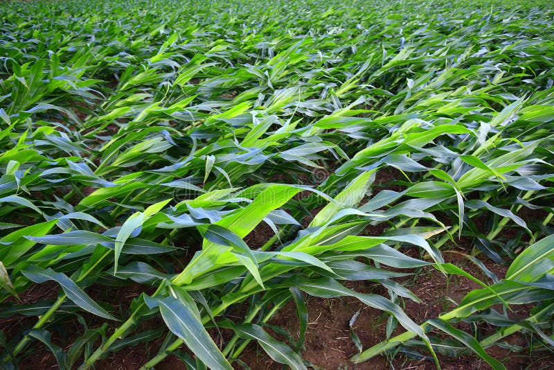 Corn fields of disaster, the wind blew