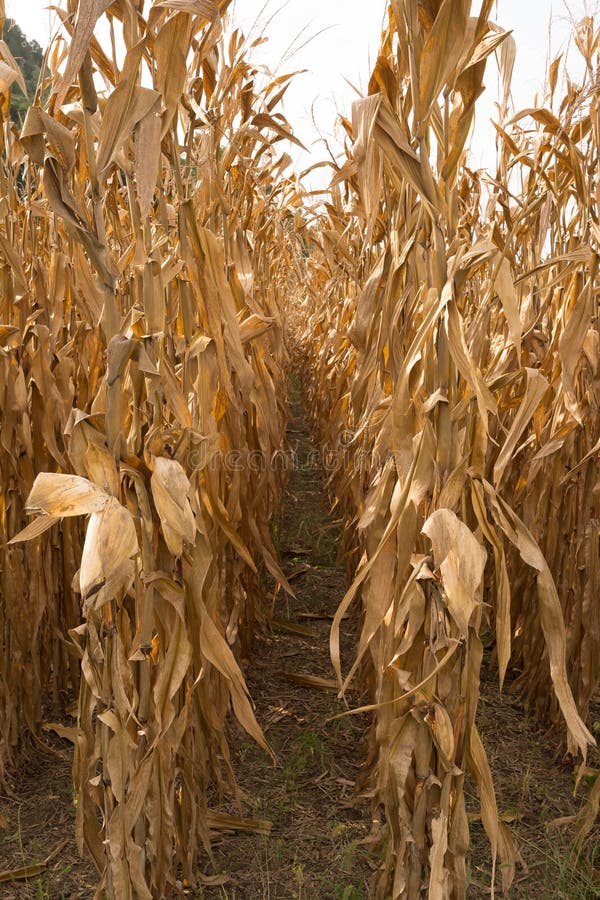 Corn Fields Ready for Harvest Stock Photo Image of october, illinois