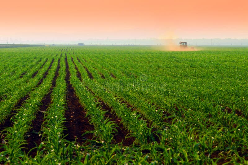 Corn fields at sunset