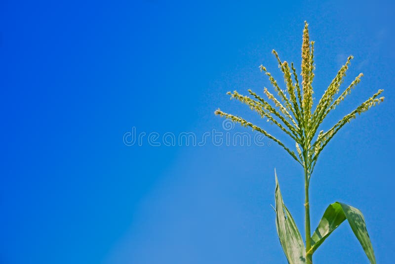 Corn Flower Against Blue Sky, Raw Corn on Plant, Flower of Field Corn