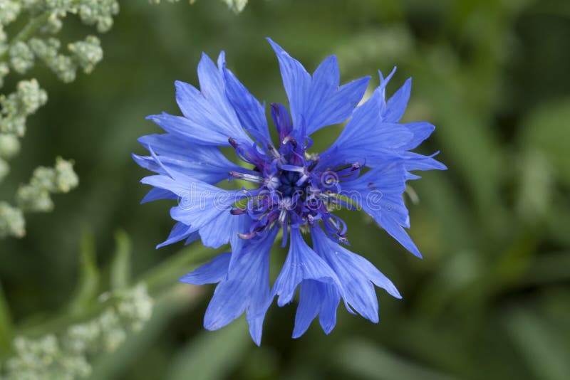 Corn Flower, Blue, Centaurea Cyanus. a Weed. Stock Photo Image of