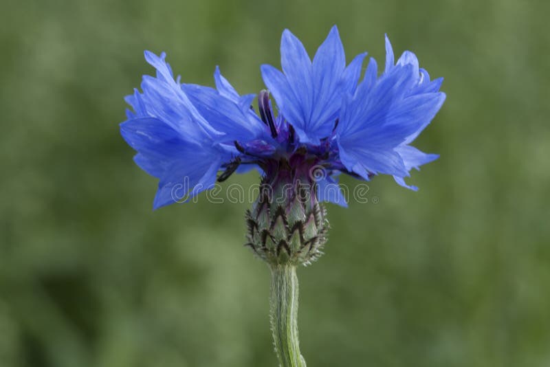 Corn Flower, Blue, Centaurea Cyanus. A Weed. Stock Image Image of