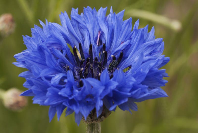 Corn Flower, Blue, Centaurea Cyanus. a Weed. Stock Photo Image of