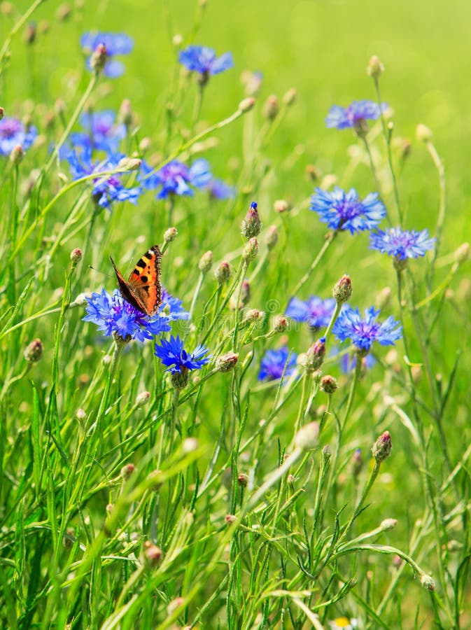 Cornflower Butterfly Stock Images Download 378 Royalty Free Photos
