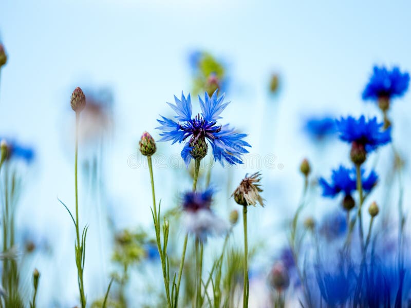 Corn Flower Meadow stock photo. Image of tranquil, ecological 236883512