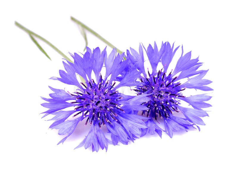 Corn flowers