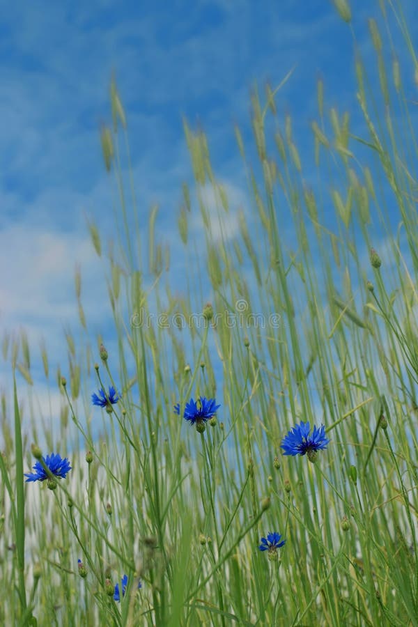Corn-flowers foto de stock Corn-flowers foto de stock