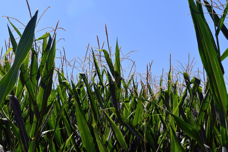 Corn Flowers are Blooming in Corn Fields Stock Image - Image of ...