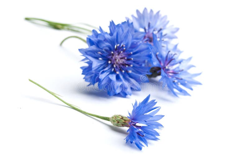Corn-flowers closeup stock photo