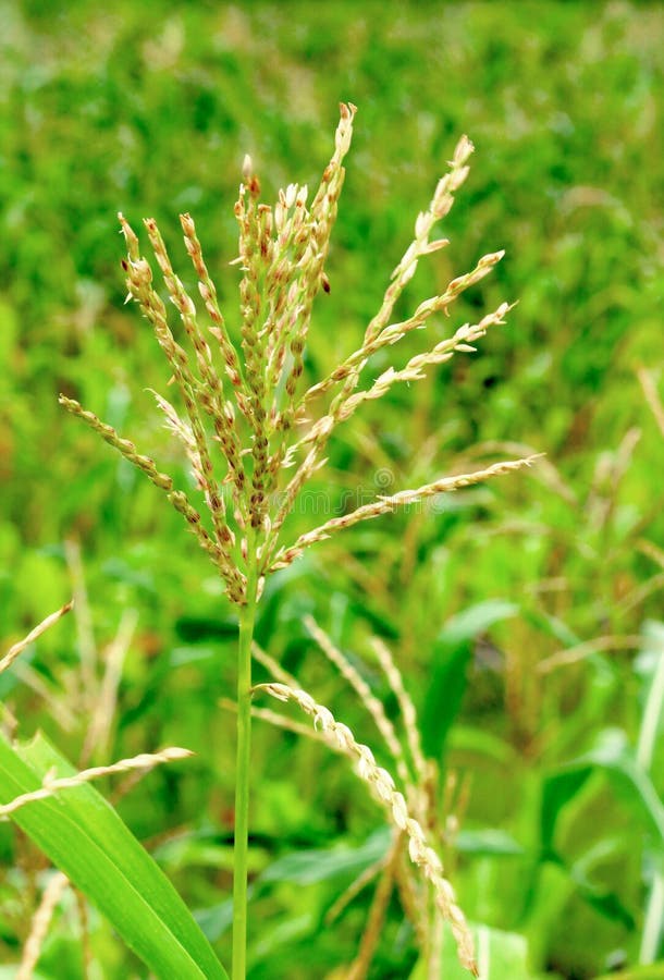 Corn flowers growing stock photo. Image of meadow, agriculture 209511706