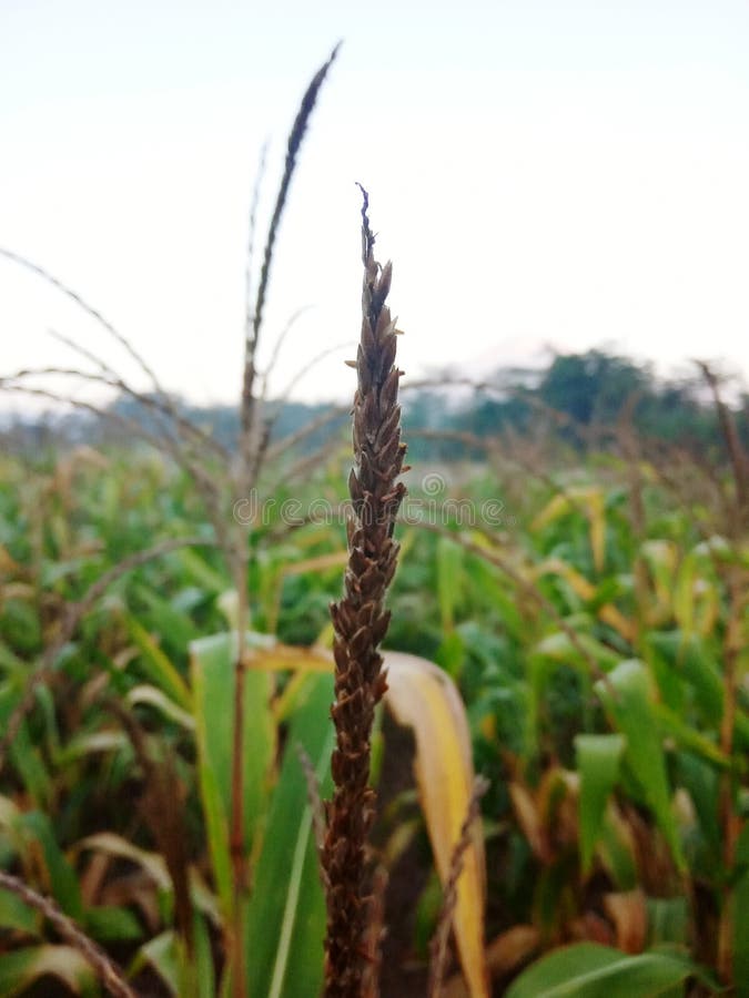 Corn flowers stock image. Image of corn, garden, flowers 163631331