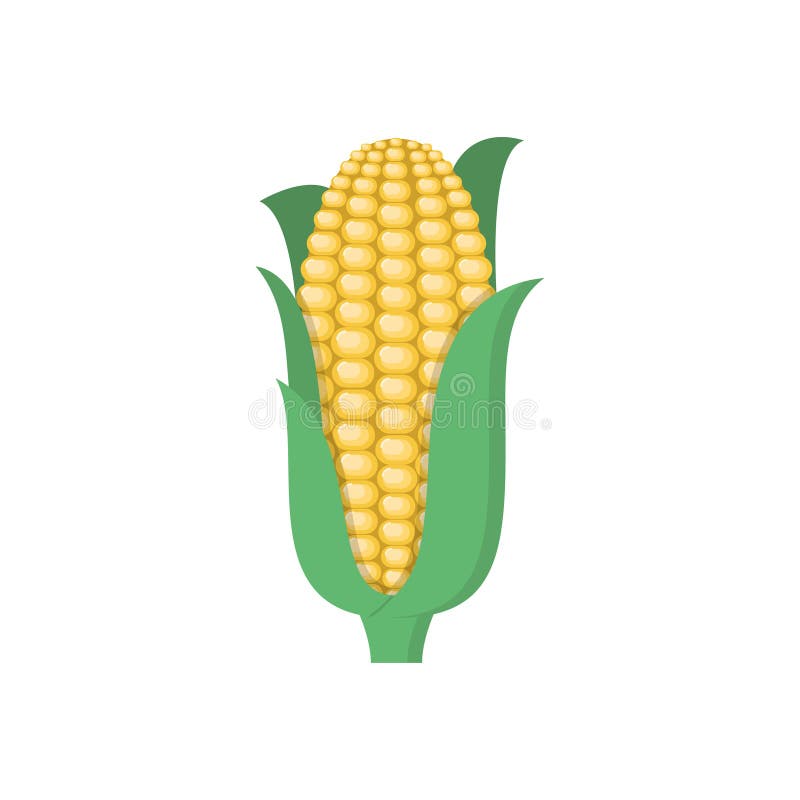Corn fresh vegetables vector design vector illustration