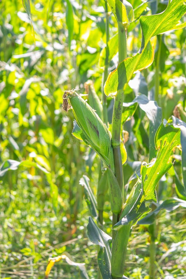 Corn in Garden,beauty Corn Flower Green Corn Field in Asia. Stock Photo