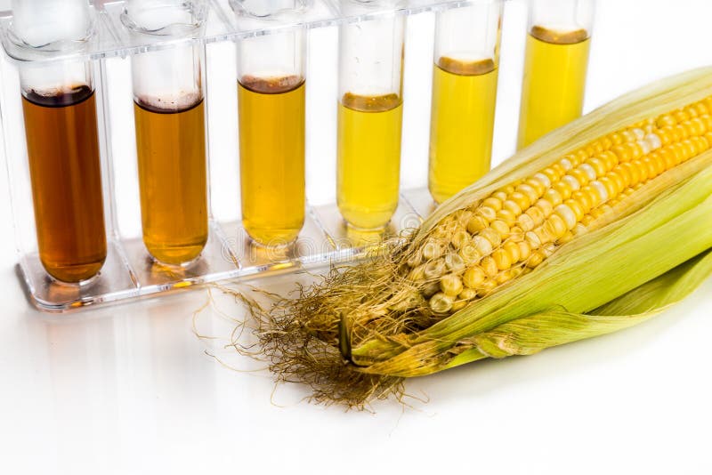 Corn Generated Ethanol Biofuel with Test Tubes on White Backgrou Stock