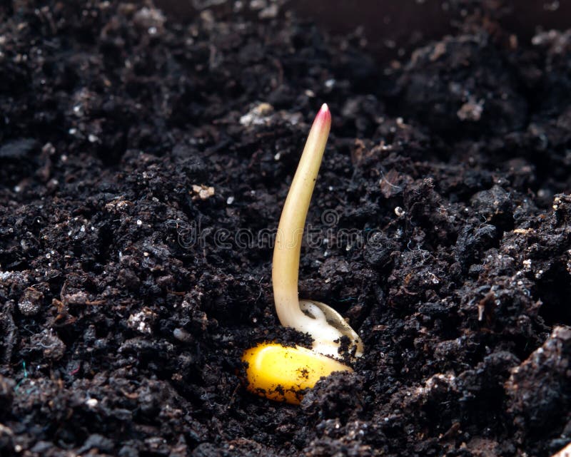 Corn Germination on Fertile Soil Stock Image Image of farm, life