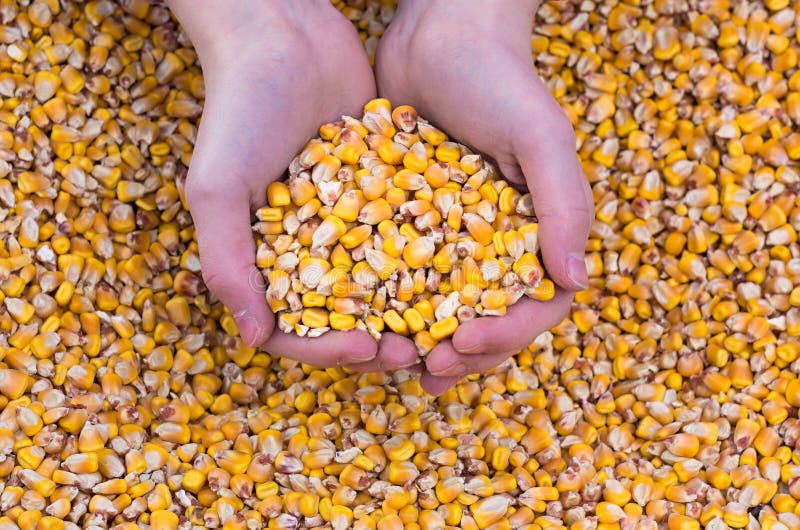 Grain corn stock photo. Image of kitchen, food, brown 54476560