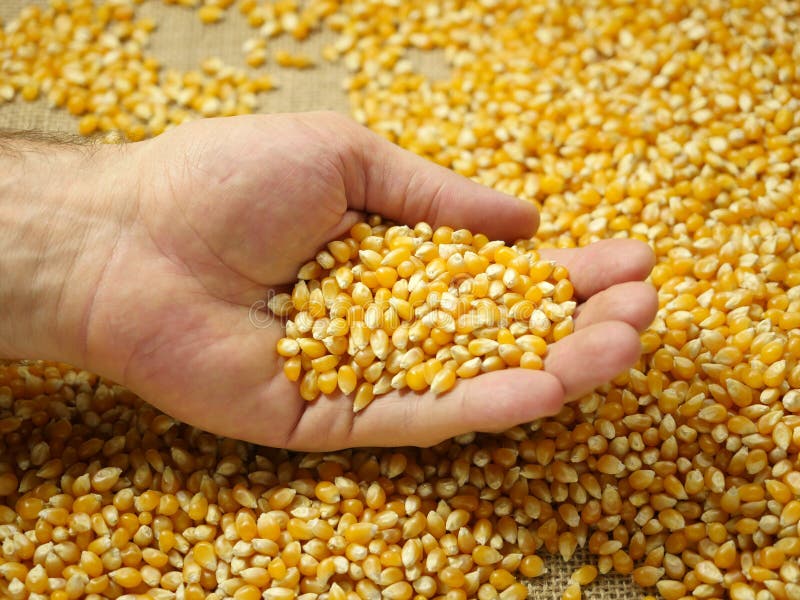 Corn grains in the palm