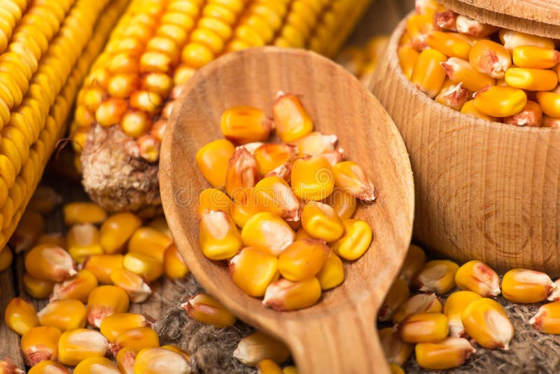 Corn grains stock photo. Image of healthy, maize, background 59208918