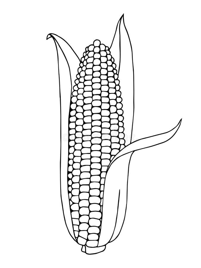Corn Graphic Art Black White Illustration Stock Vector - Illustration of  cartoon, element: 75078186
