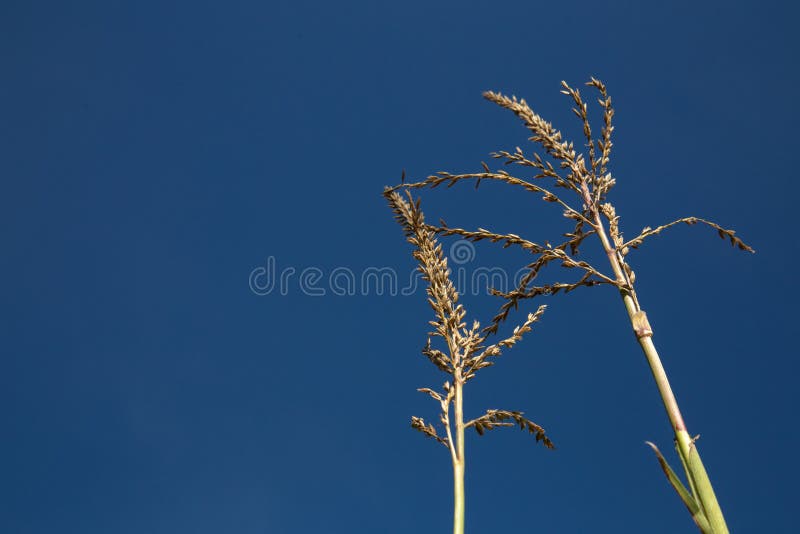Corn Dog Grass stock photo. Image of nature, grass, wetland 36083944