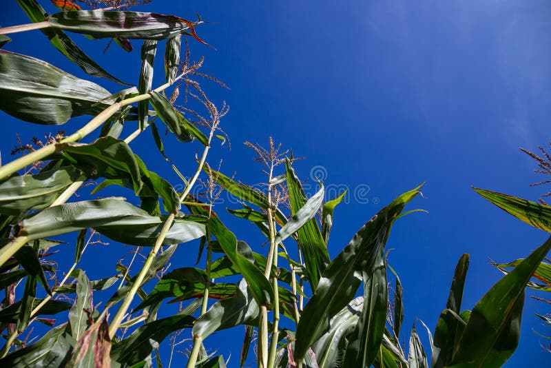 Corn Dog Grass stock photo. Image of nature, grass, wetland 36083944