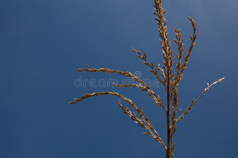 Corn Dog Grass stock photo. Image of nature, grass, wetland 36083944