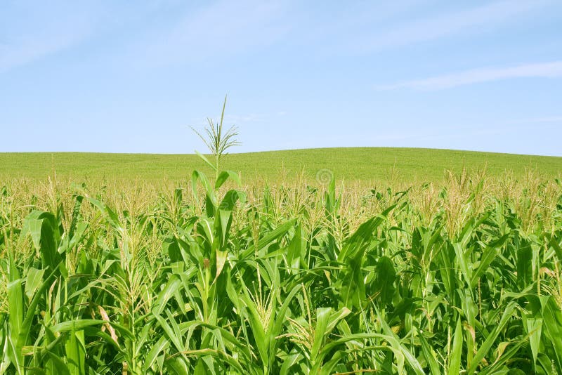 Corn green fild and blue sky