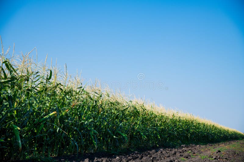 Corn growing in the field stock photo. Image of farming 215173850