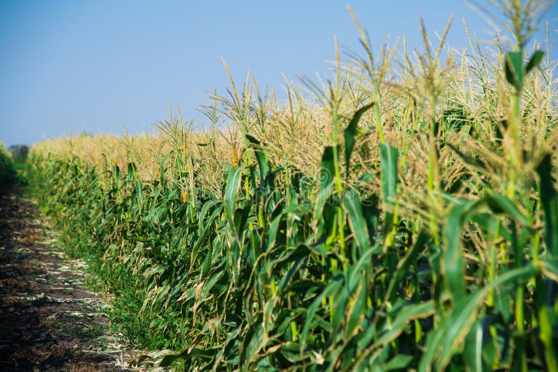 Corn growing in the field stock image. Image of flora 220278801