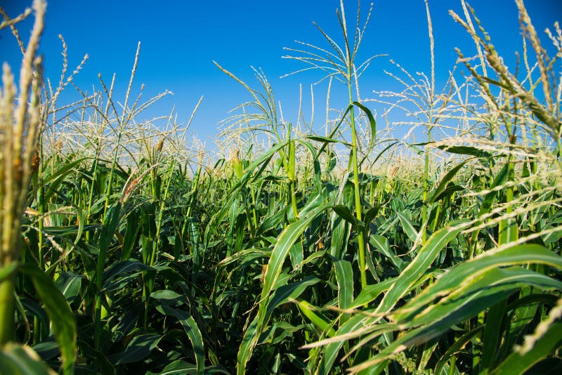 Corn growing in the field stock image. Image of landscape 223749039