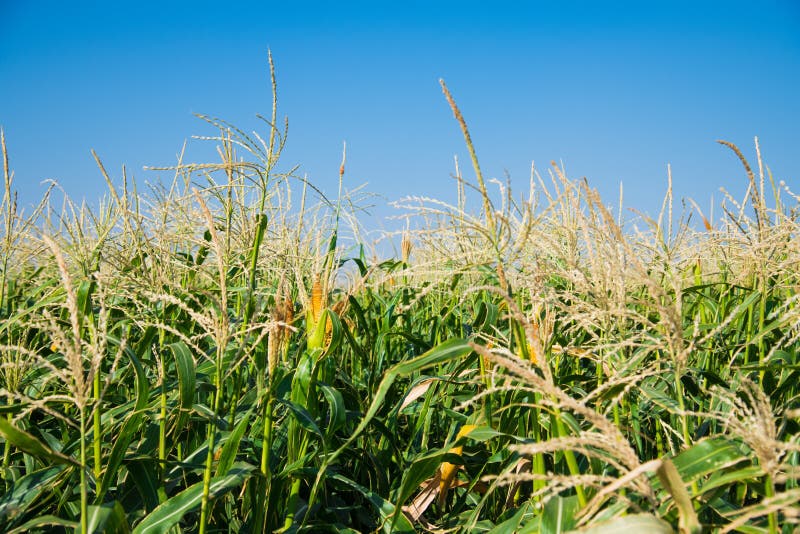 Corn growing in the field stock photo. Image of crop 212583714