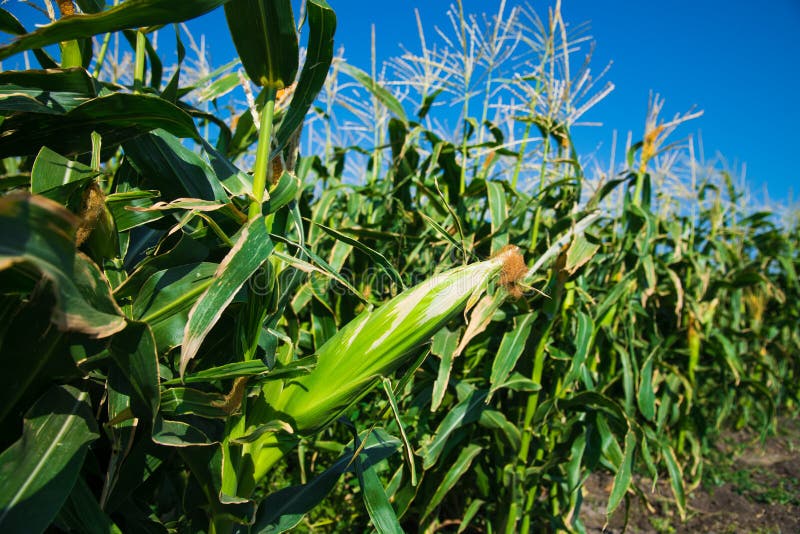 Corn growing in the field stock image. Image of food 212583747