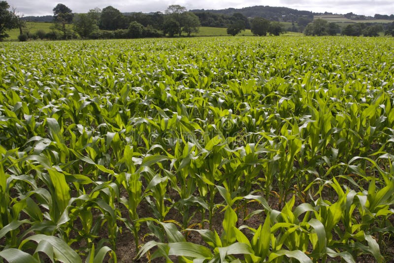 Corn growing in field stock image. Image of corn, maize 88760161
