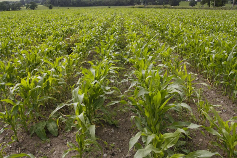 Corn growing in field stock photo. Image of summer, corn 88760186