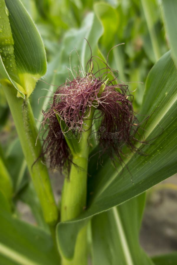 Corn Growing in the Field during the Early Ripening Period Stock Image