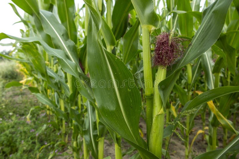 Corn Growing in the Field during the Early Ripening Period Stock Image